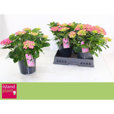 .Hydr M Early Rosa pot 23 45cm