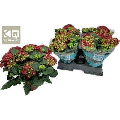 .Hydr M Hi Fire pot 14 40cm