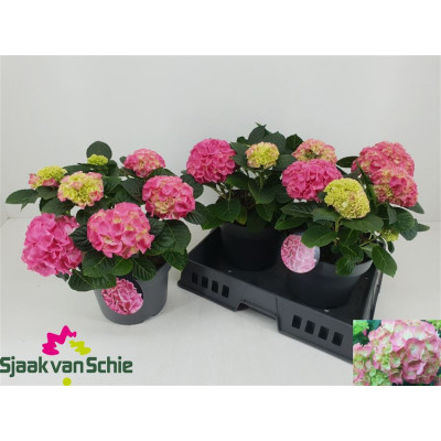 .Hydr M Hi Meadow pot 23 40cm