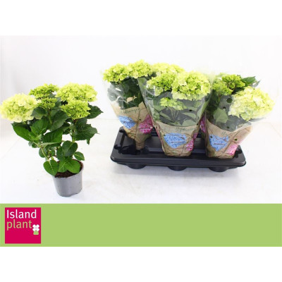 .Hydr M Hi White Sun pot 13...