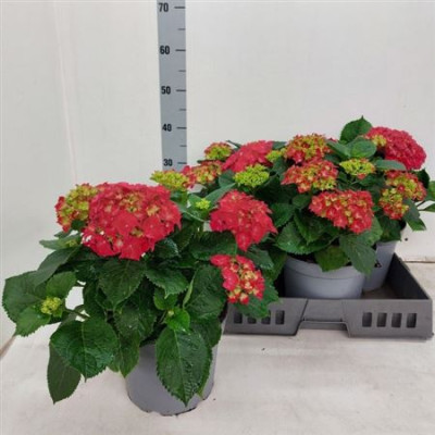 .Hydr M Red Beauty pot 23 45cm