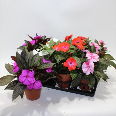 .Impat Ng Gem pot 12 25cm