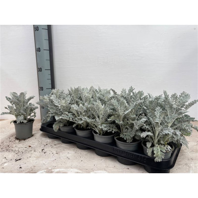 .Jacobaea Maritima pot 9 19cm