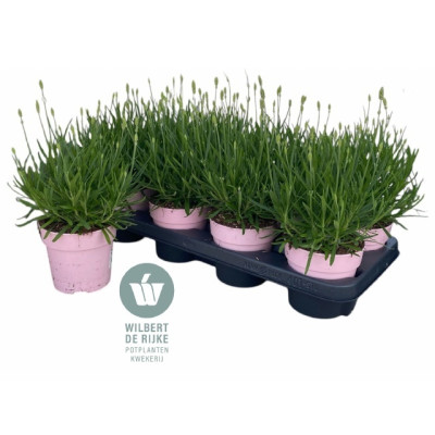 .Lavan An Rosea pot 12 30cm