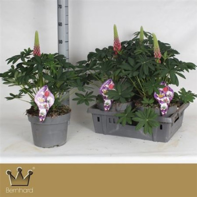 .Lupi Salmon Star pot 23 50cm