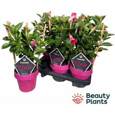 .Mande Sun Pink pot 14 40cm
