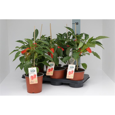 .Paprika Planten pot 15 50cm