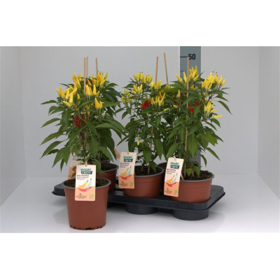 .Peper Planten pot 15 50cm