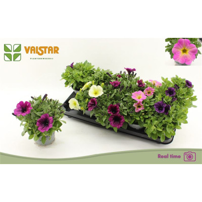 .Pet Famous Gem pot 12 20cm