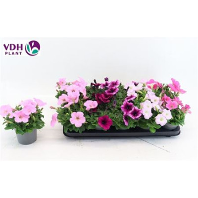 .Pet For Gem pot 12 20cm