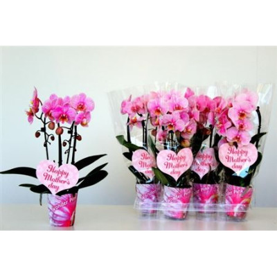 .Phal Ov pot 9 45cm rose