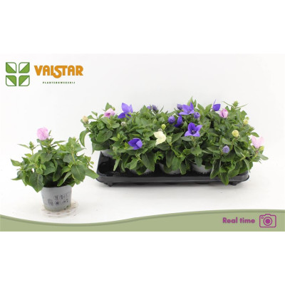 .Platyco Gr Gem pot 12 20cm