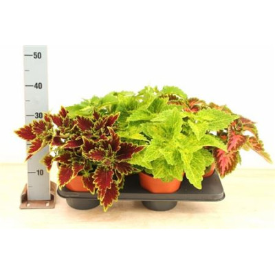 .Plec C Gem pot 17 35cm