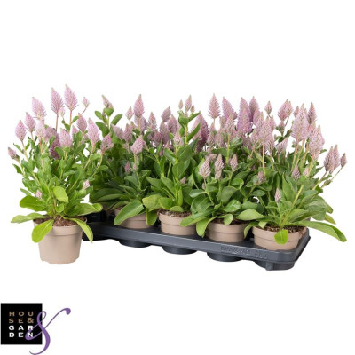 .Ptilotus Ex Joey pot 12 30cm