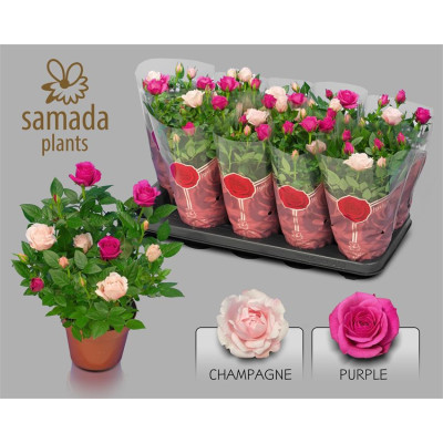 .Ro Classic Star pot 12 28cm