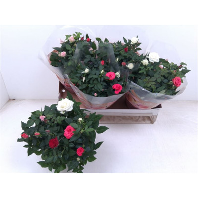 .Ro Fav Festiv Gem Ip pot...