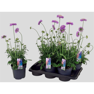 .Scab Co Butterfly Bl pot...