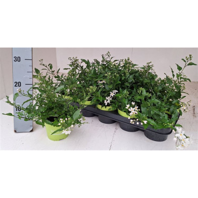 .Solanum Jasminoides pot 12...