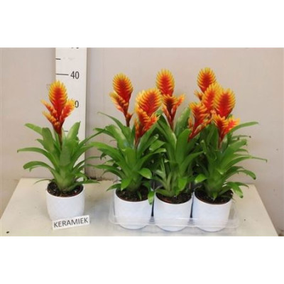 .Vries El Dorado pot 12...