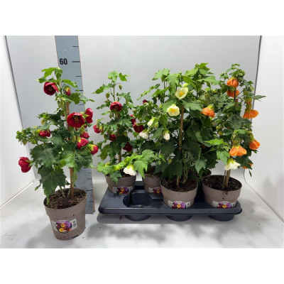 .Abut Gem pot 15 45cm