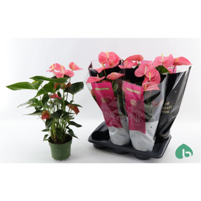 .Anthu An Maine pot 17 55cm