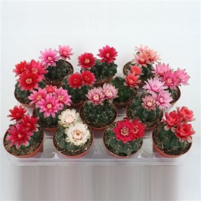 .Gymnocal Baldianum pot 8.5...