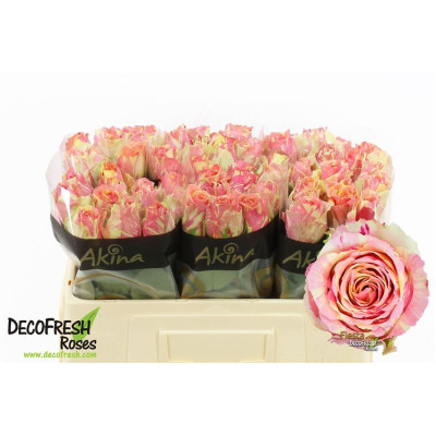 Rose Gr 60cm FIESTA EX