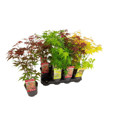 .Acer Palmatum pot 10 40cm