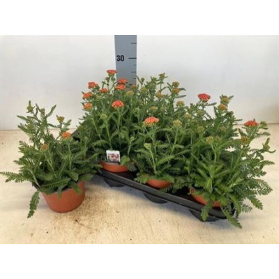 .Achi Millefolium pot 14 35cm