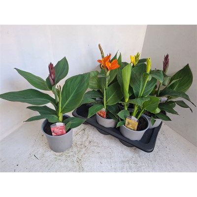 .Canna Cannova Gem pot 17 50cm