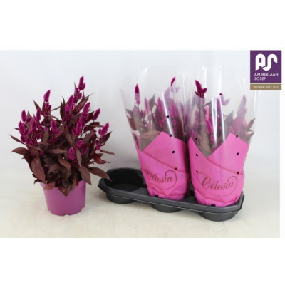.Cel Mystic Shades pot 19 48cm