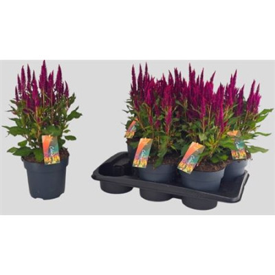 .Cel Pl Kel Fire Purp pot...