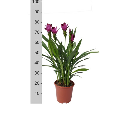 .Curcu Al Siam Splash pot...
