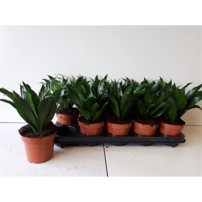 .Dra Comp Compacta pot 12 25cm