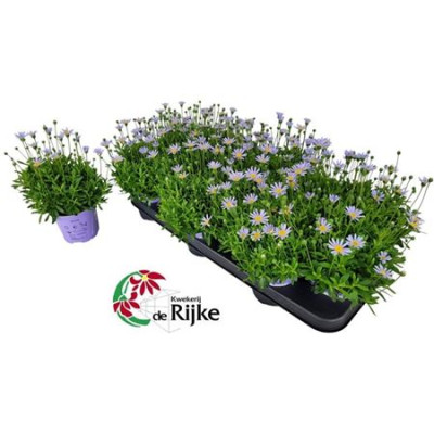 .Feli Am Felicit Blue pot...