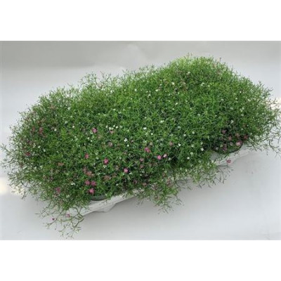 .Gyps Muralis Gem Pot pot...