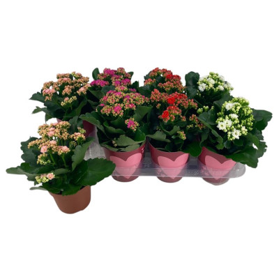 .Kamerpl Bloeiend Gem pot...