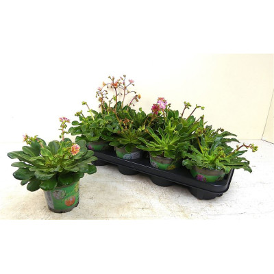 .Lewi Cotyledon pot 13 25cm