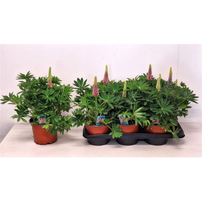 .Lupi Ov pot 17 42cm