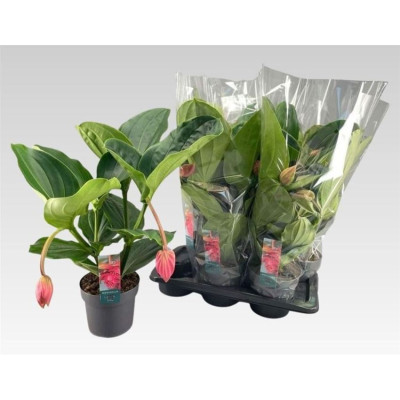 .Medin Mag Flamenco pot 17...