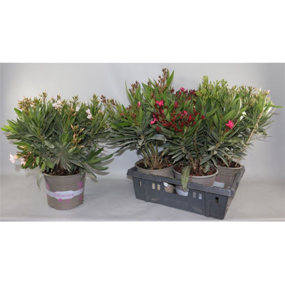 .Nerium Oleander Ov pot 21...