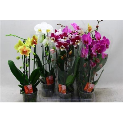 .Phal El Cascade pot 12...