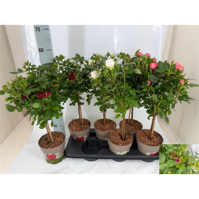 .Rosa St Mixkar pot 15 55cm