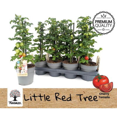 .Tomatenplanten pot 13 50cm