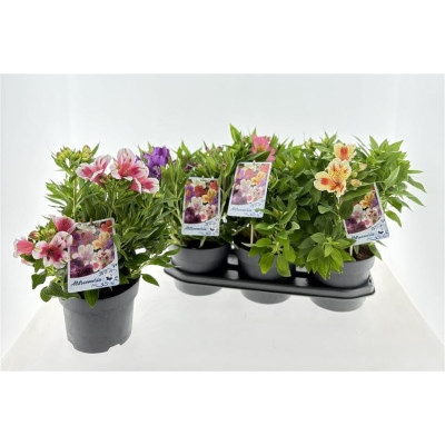 .Alst Inticancha Gem pot 19...