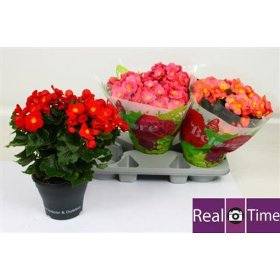 .Beg Hl Belove Gem pot 19 35cm