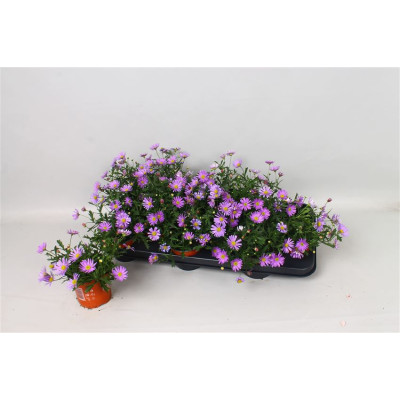 .Brach Bras Violet pot 10.5...