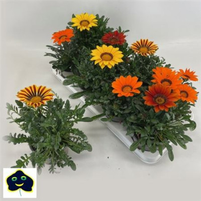 .Gaz R B Kis Gem pot 12 24cm