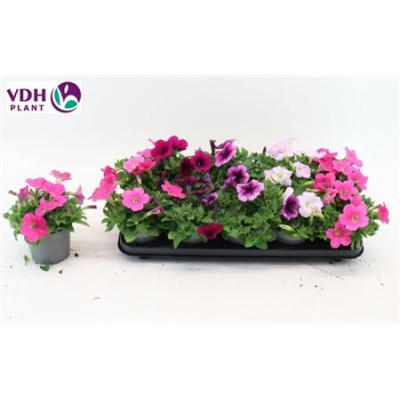 .Pet For Gem pot 12 20cm