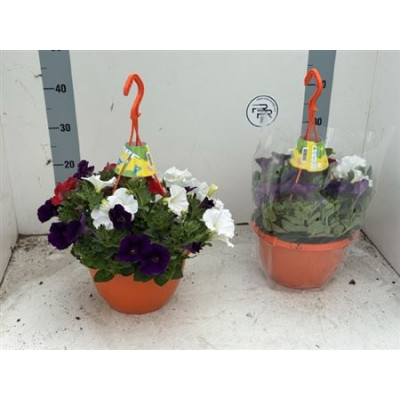 .Pet Surf Gem pot 25 40cm susp